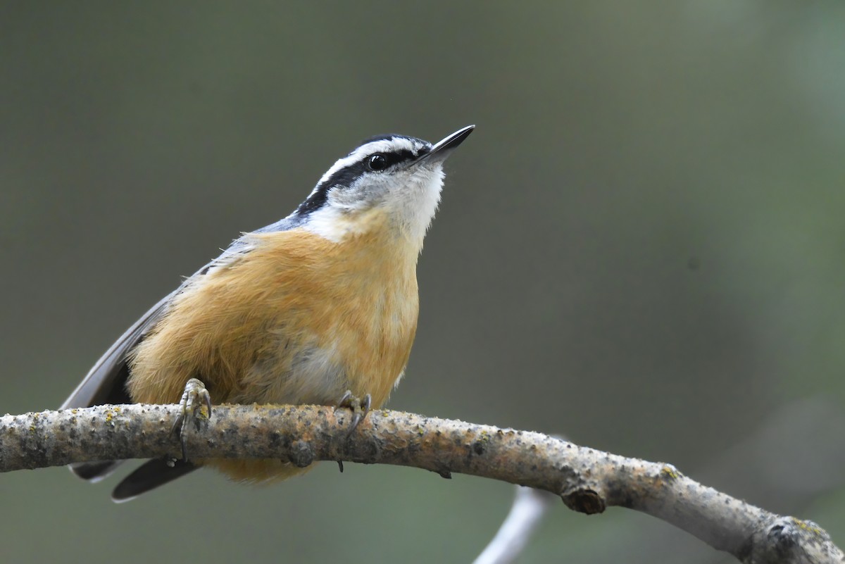 Red-breasted Nuthatch - ML617950366