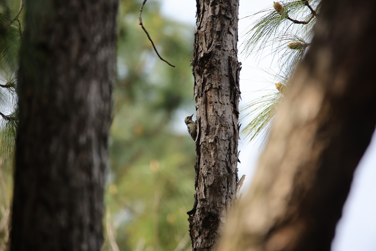 Gray-capped Pygmy Woodpecker - ML617950390