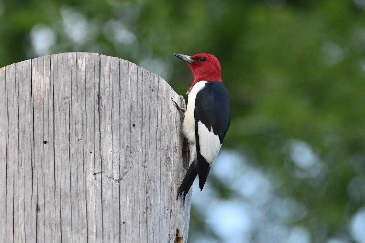 Red-headed Woodpecker - ML617950392