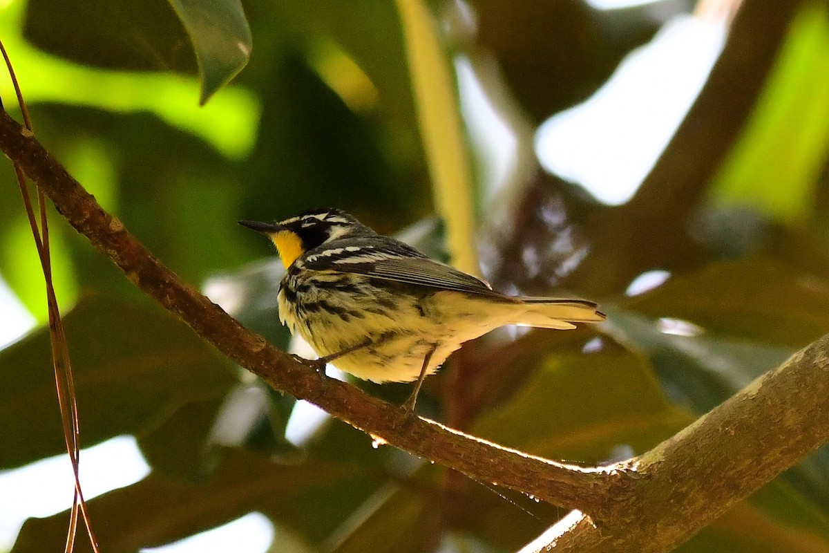 Yellow-throated Warbler - ML617950399
