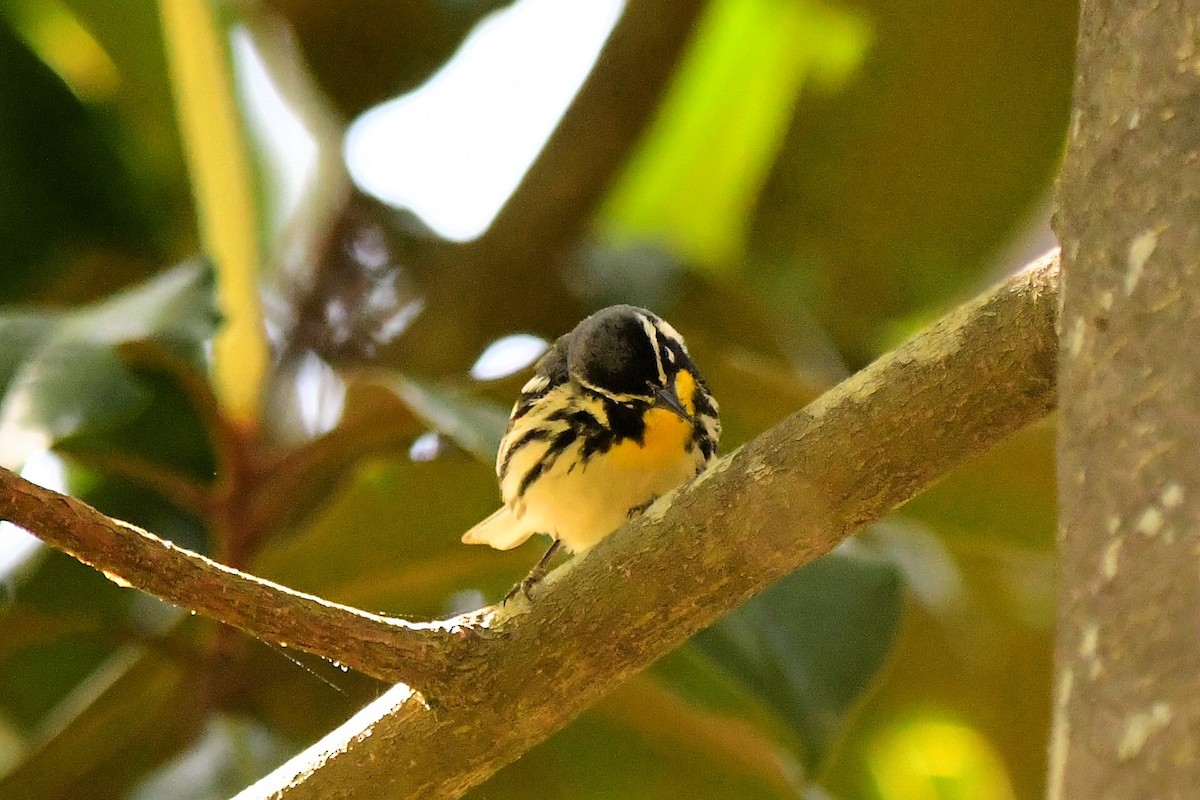 Yellow-throated Warbler - Marc Bachman