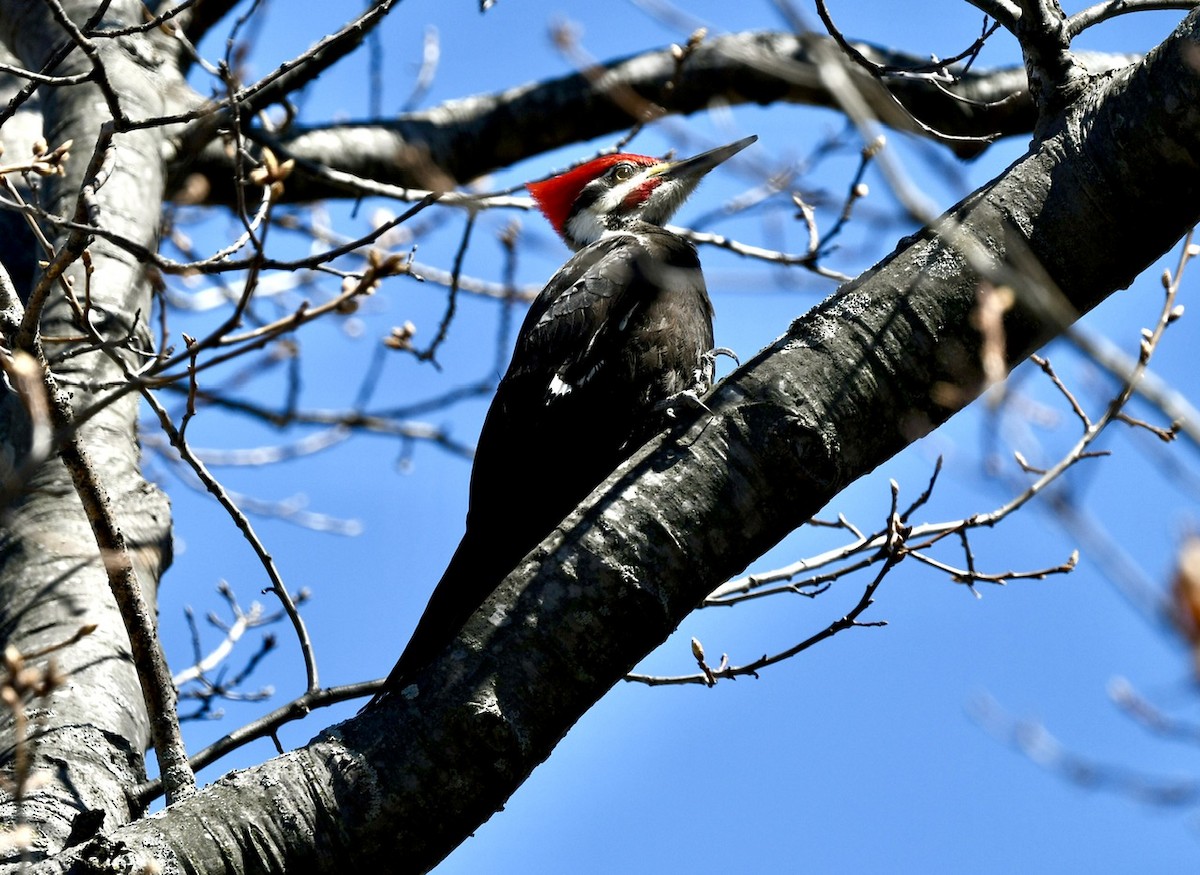 Pileated Woodpecker - ML617950435