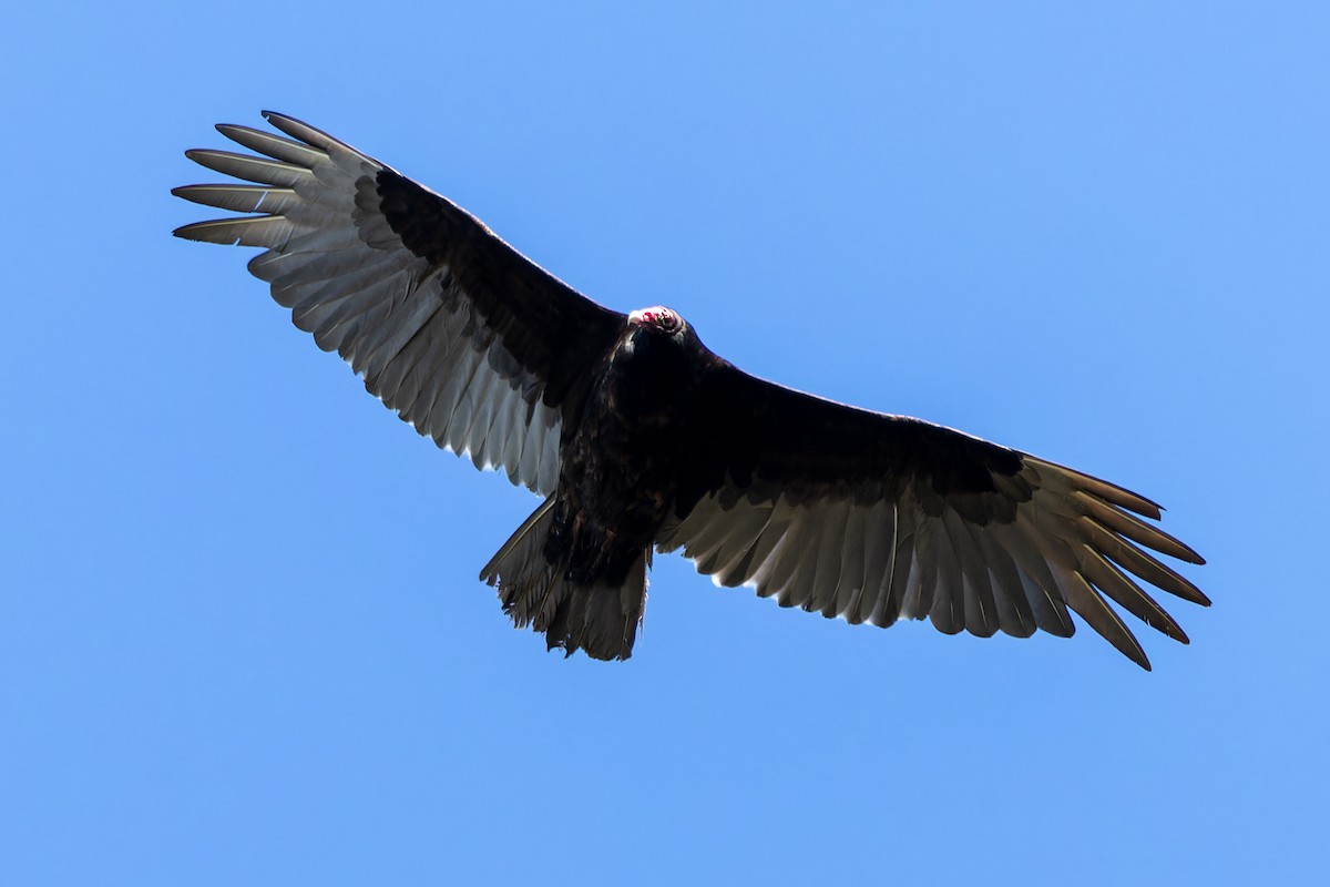 Turkey Vulture - Kyle Blaney