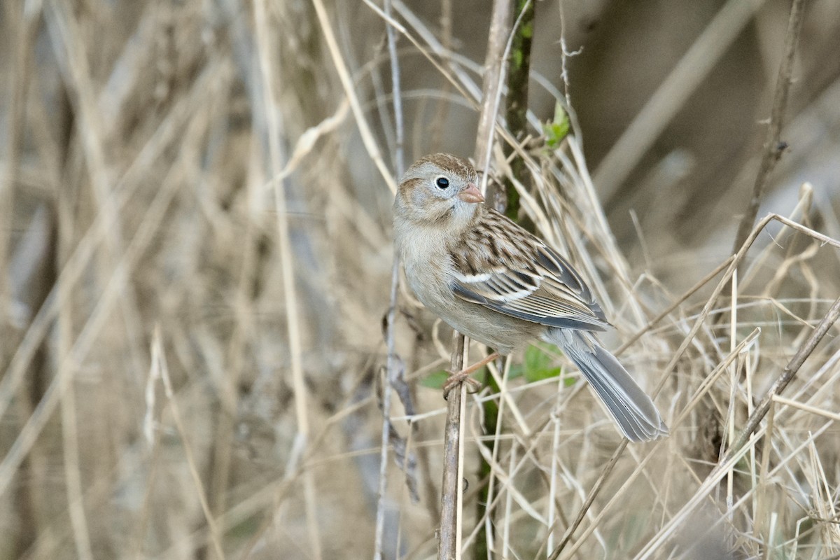 Field Sparrow - ML617950444