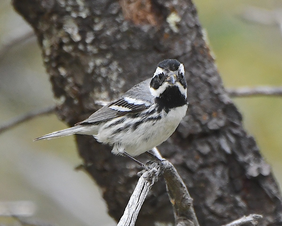 Black-throated Gray Warbler - Ted Wolff