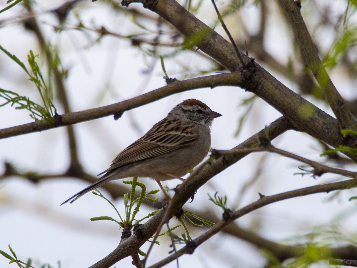 Chipping Sparrow - ML617950458
