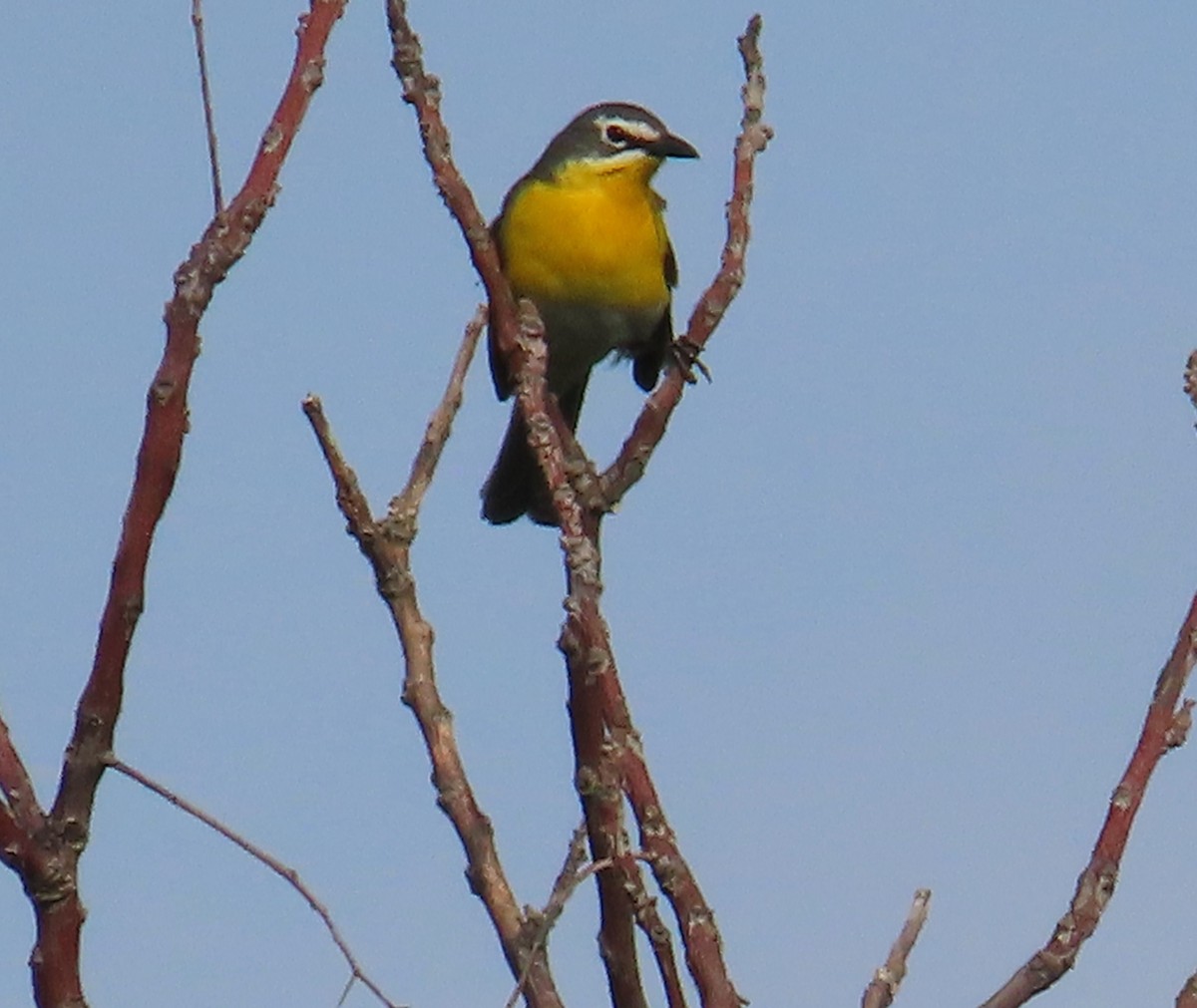 Yellow-breasted Chat - ML617950490