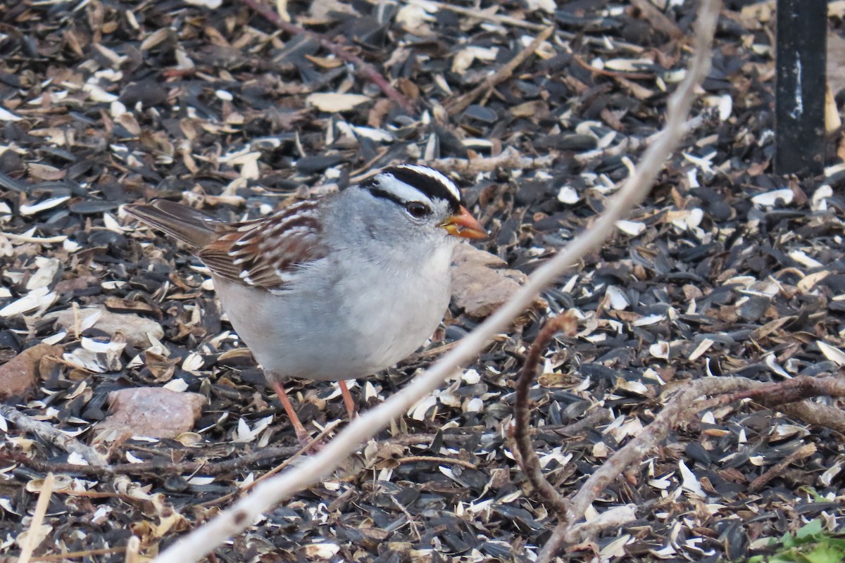 White-crowned Sparrow - ML617950494
