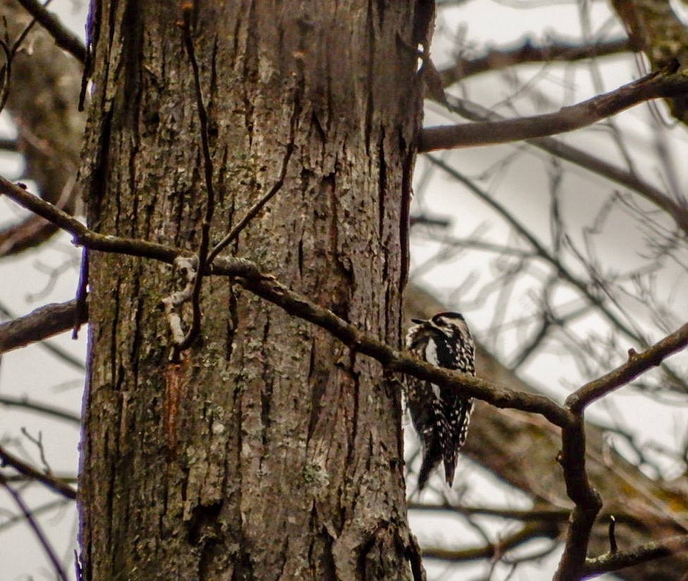 Yellow-bellied Sapsucker - Scot Russell