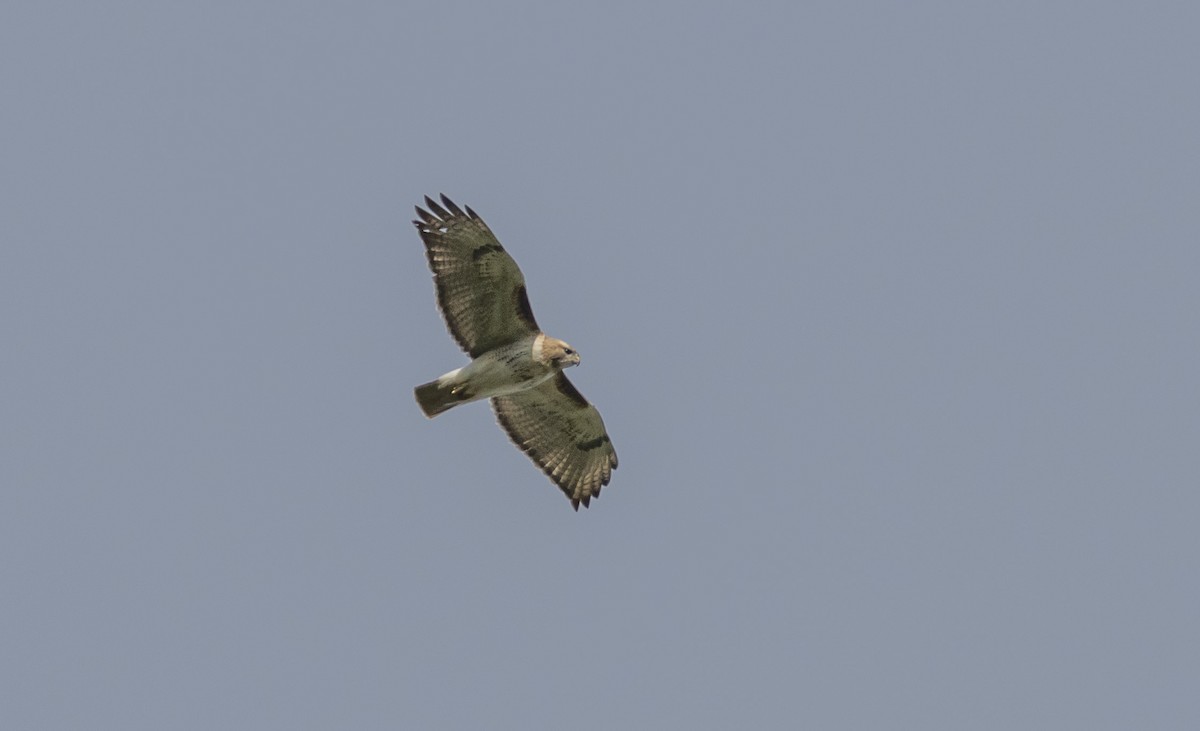 Red-tailed Hawk - ML617950515