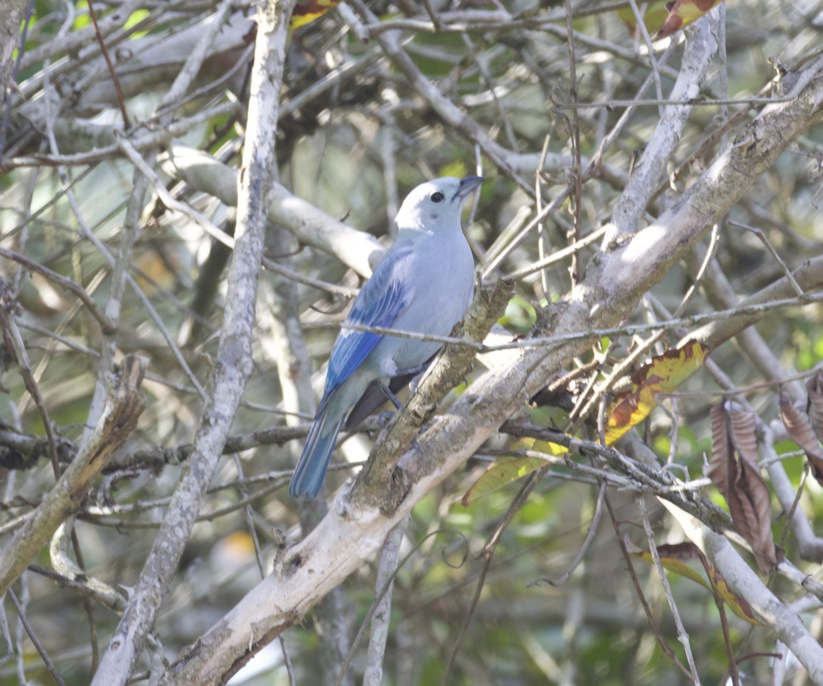 Blue-gray Tanager - ML617950524