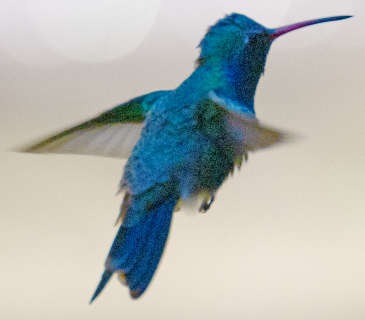 Broad-billed Hummingbird - johnny powell