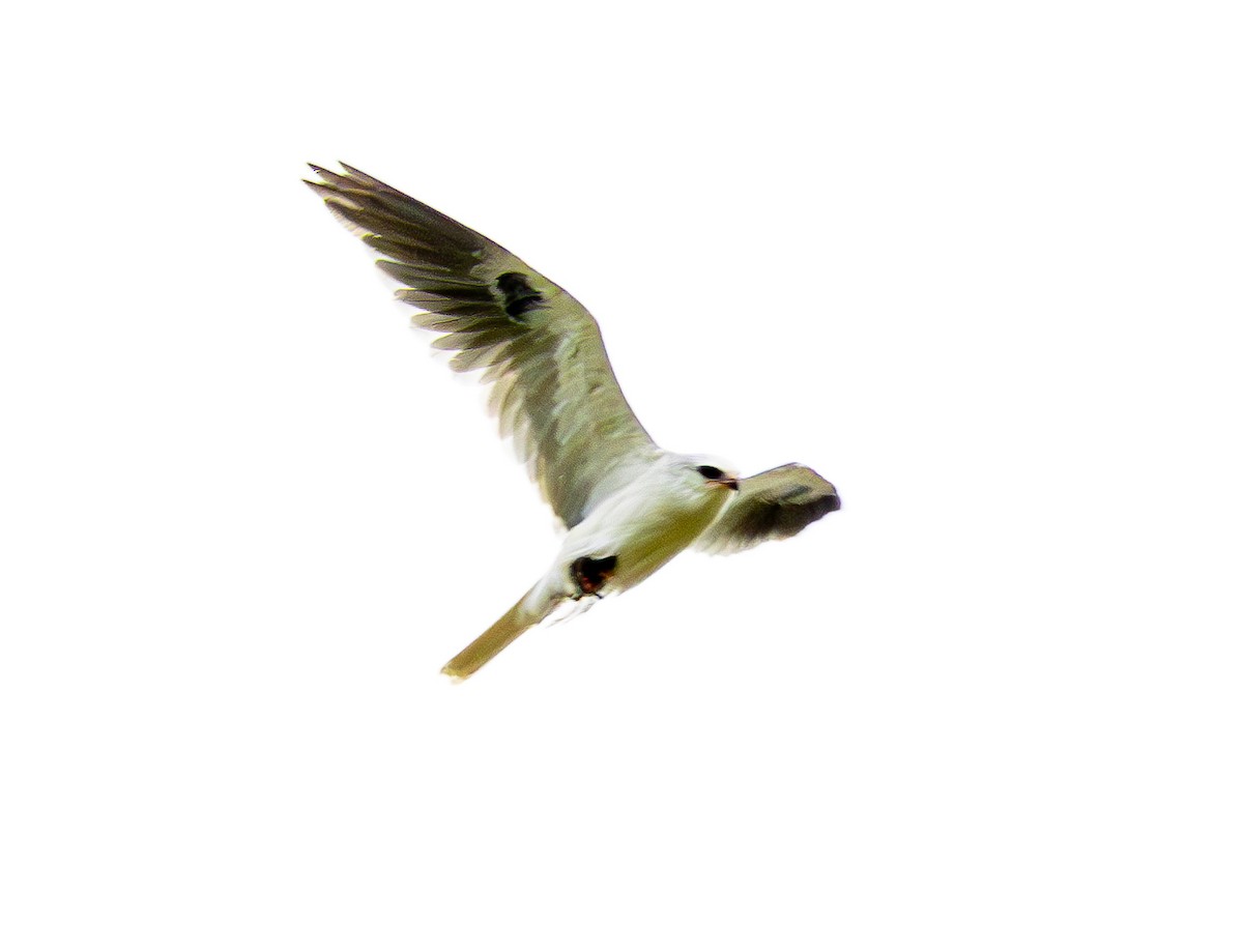 White-tailed Kite - Ben  Valdez