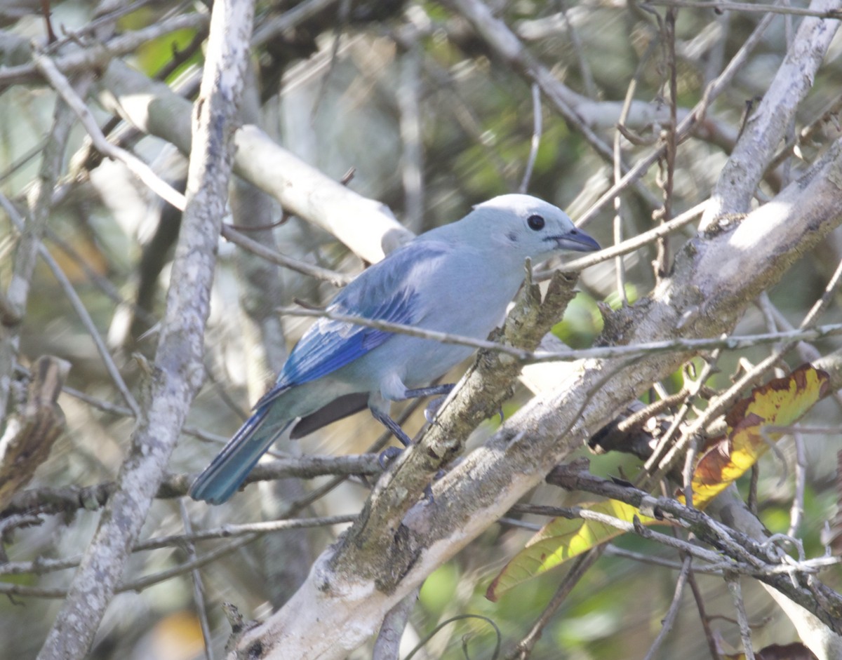 Blue-gray Tanager - ML617950557
