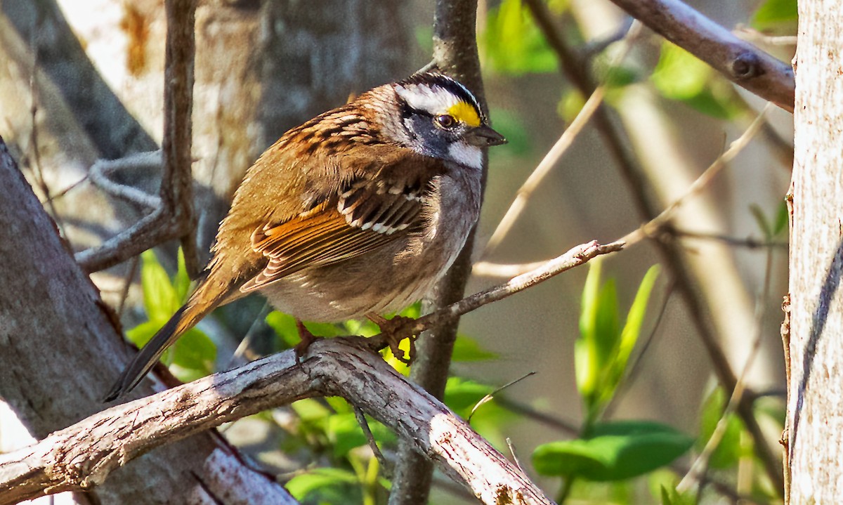 White-throated Sparrow - ML617950580