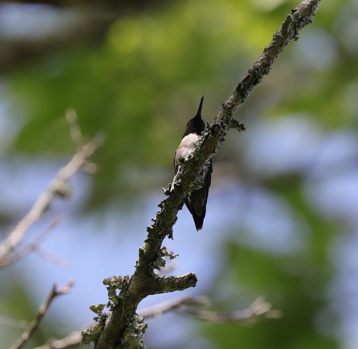 Ruby-throated Hummingbird - ML617950581