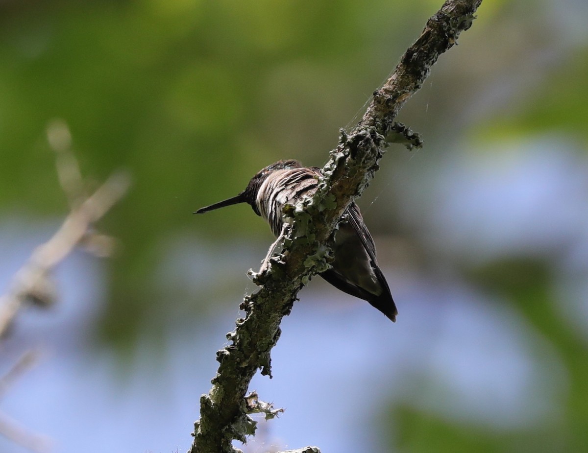 Ruby-throated Hummingbird - ML617950582