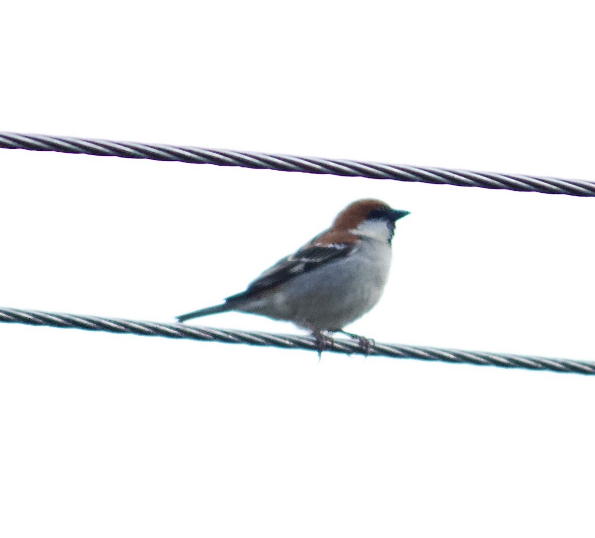 Russet Sparrow - Rupashree Shivacharada