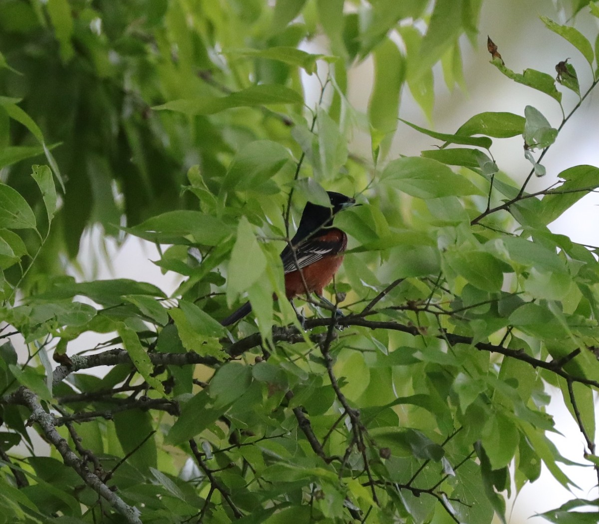 Orchard Oriole - ML617950645