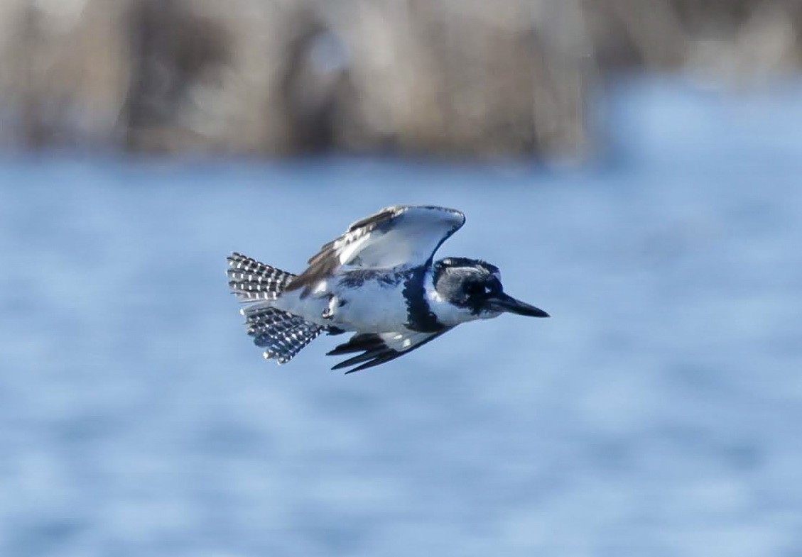 Belted Kingfisher - ML617950664