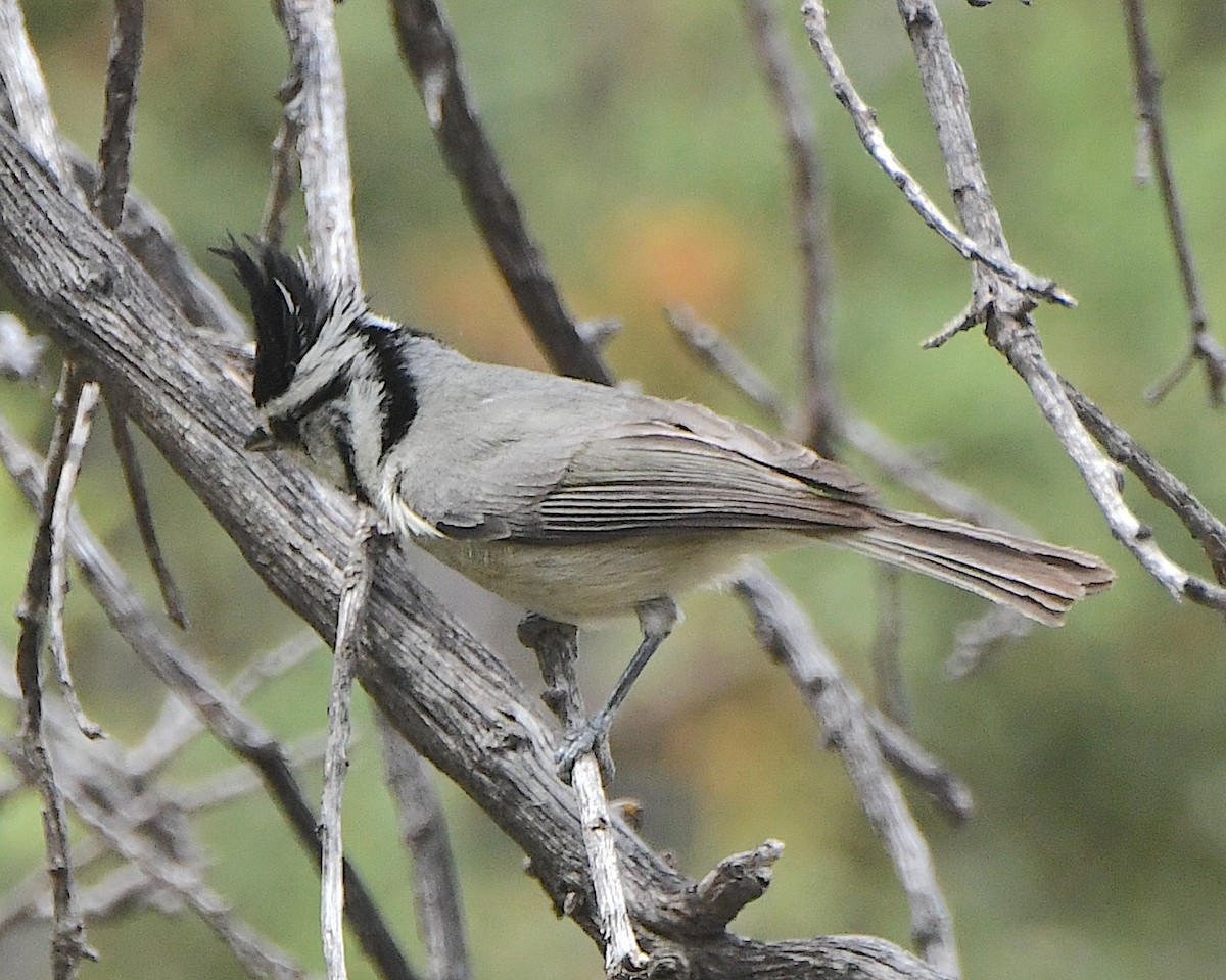 Bridled Titmouse - Ted Wolff