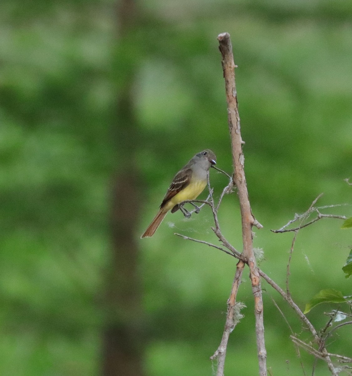 Great Crested Flycatcher - ML617950692