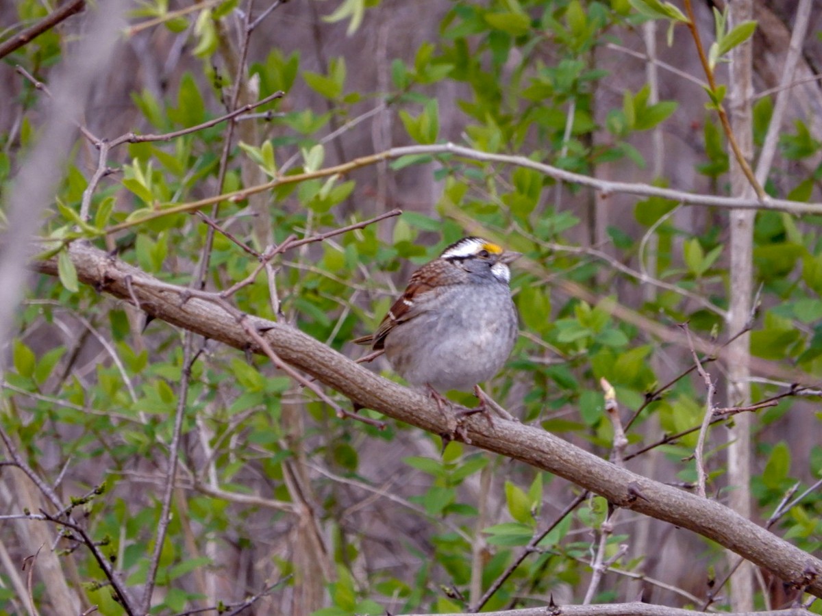 White-throated Sparrow - ML617950701