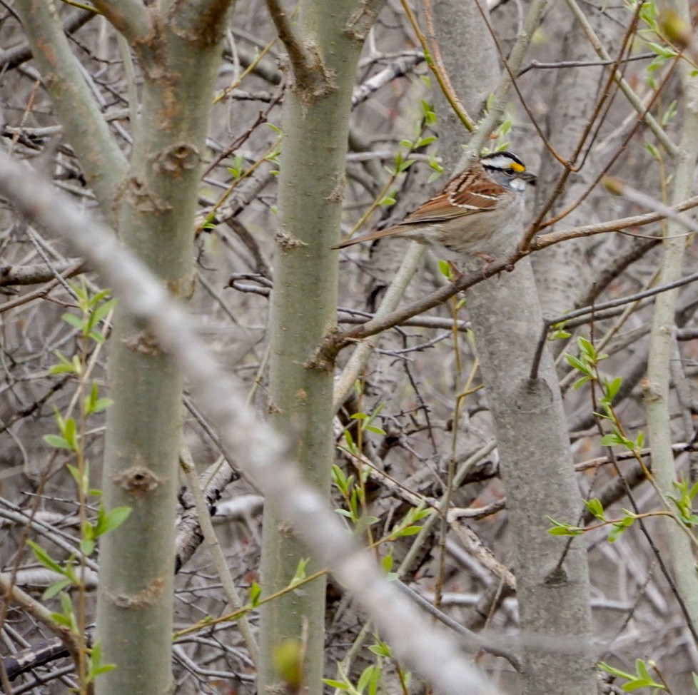 White-throated Sparrow - ML617950702