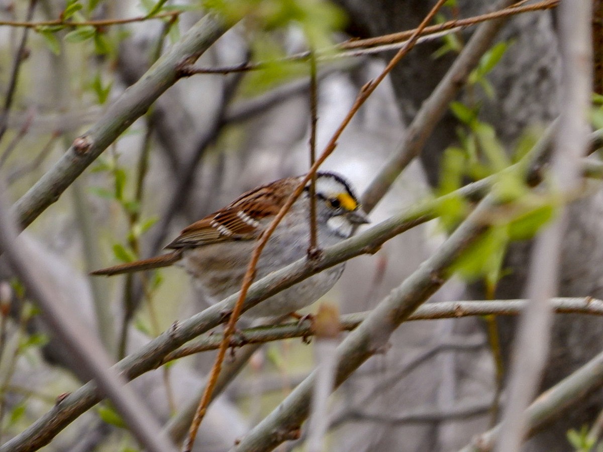 White-throated Sparrow - ML617950703