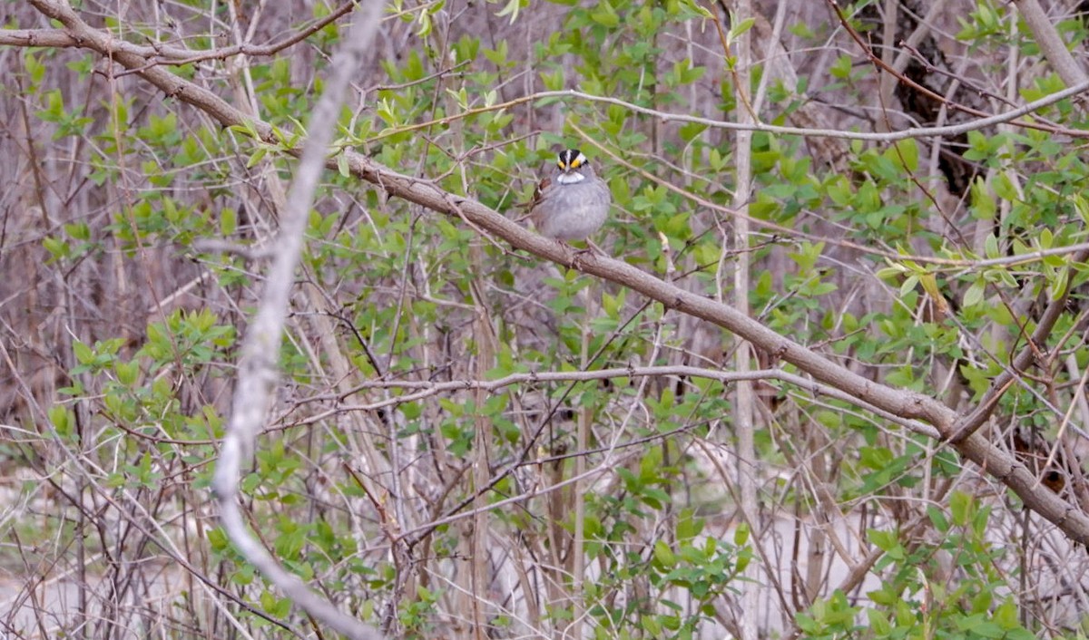 White-throated Sparrow - ML617950704