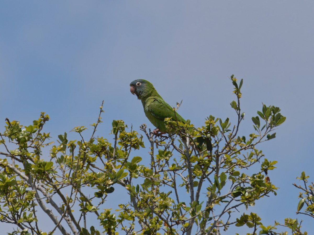 Blue-crowned Parakeet - ML617950706