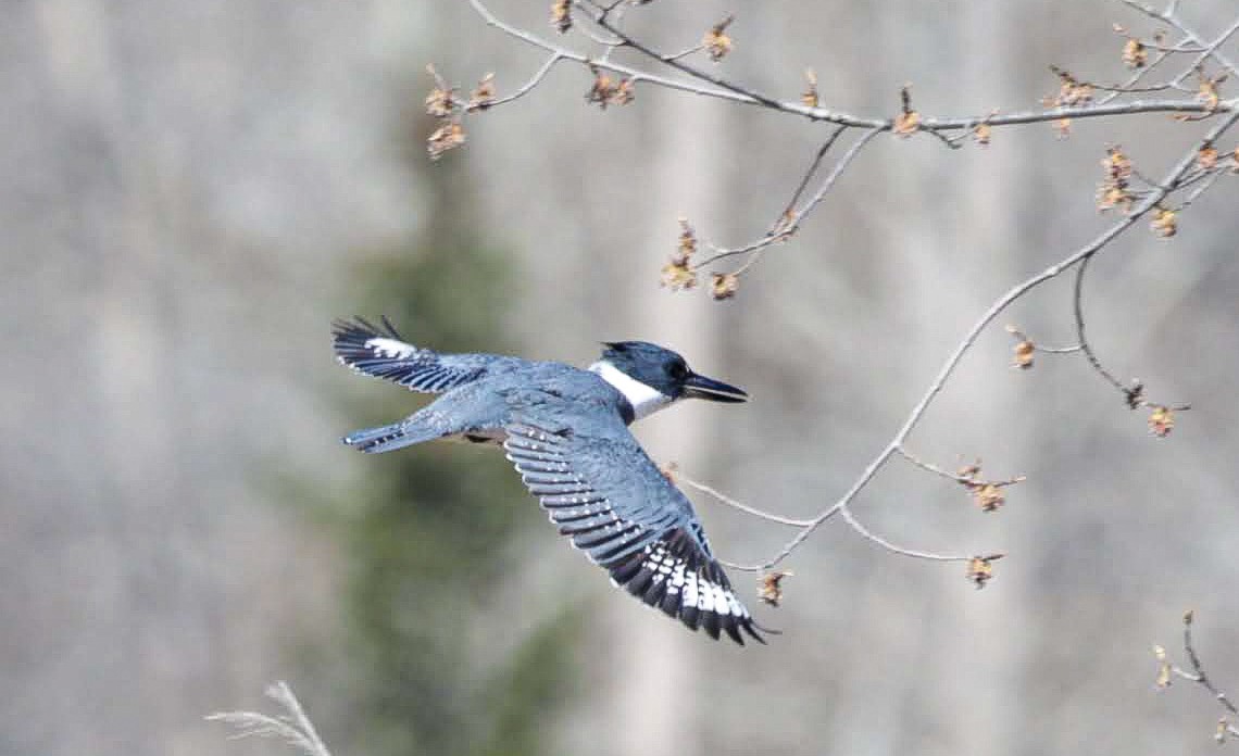 Belted Kingfisher - ML617950707