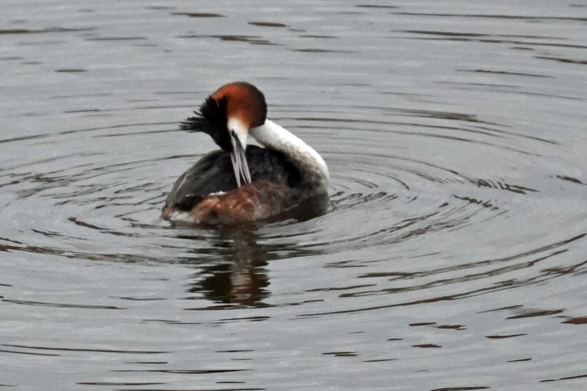 Great Crested Grebe - Susan Iannucci