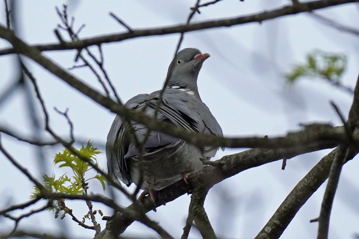 Common Wood-Pigeon - Susan Iannucci