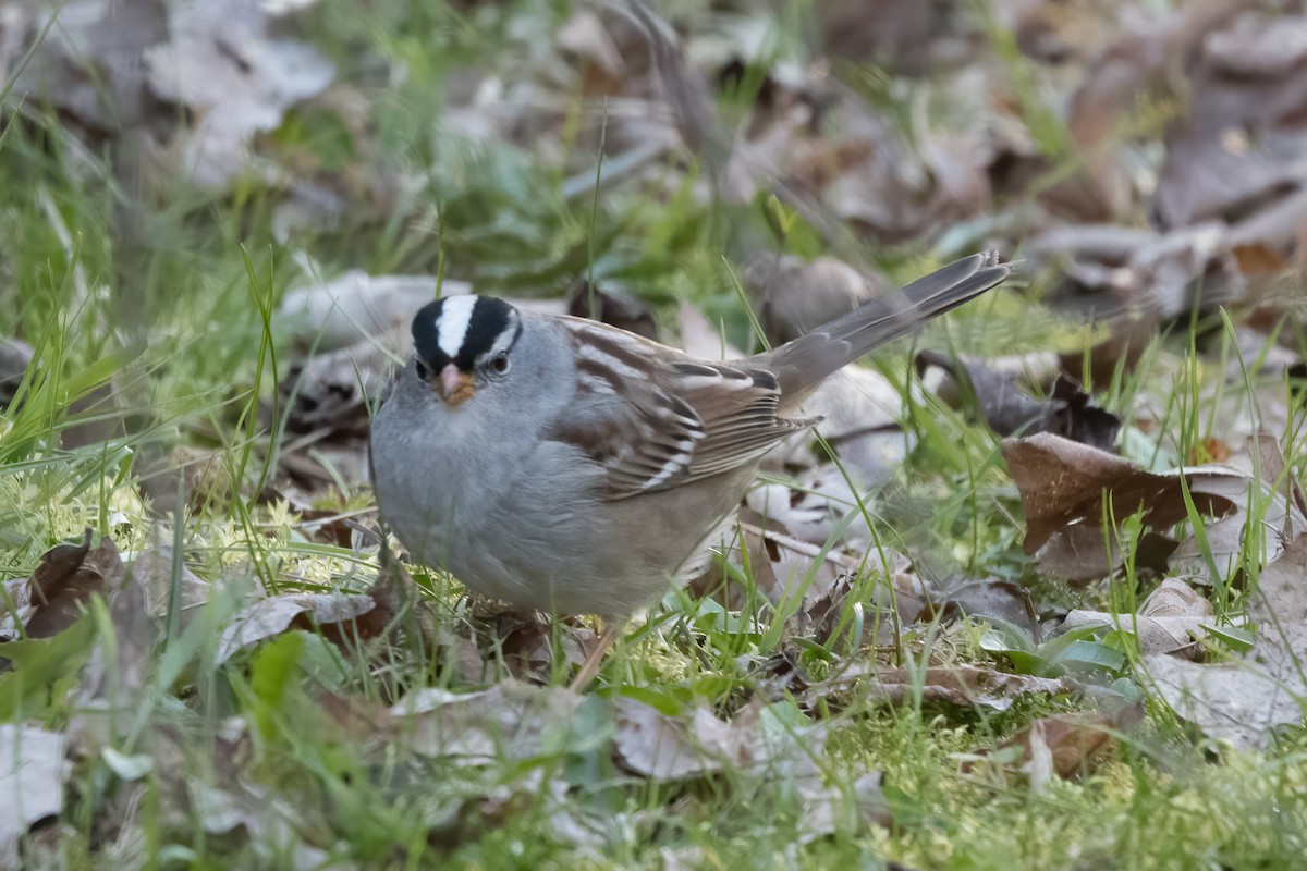 White-crowned Sparrow - ML617950763