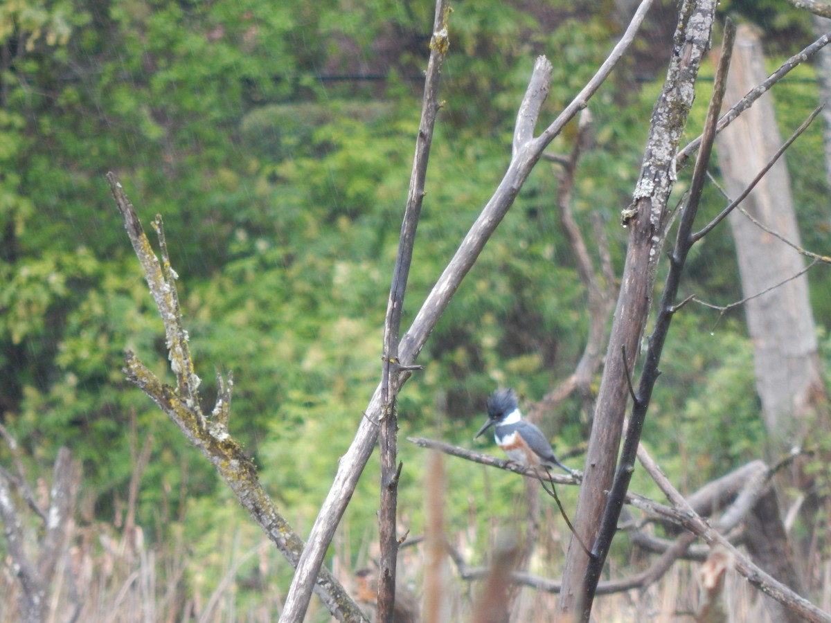 Belted Kingfisher - ML617950767