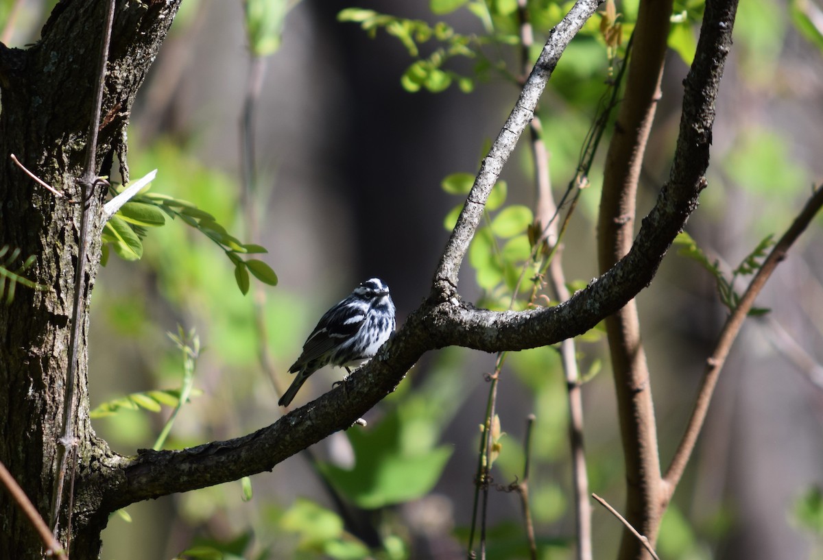 Black-and-white Warbler - ML617950770