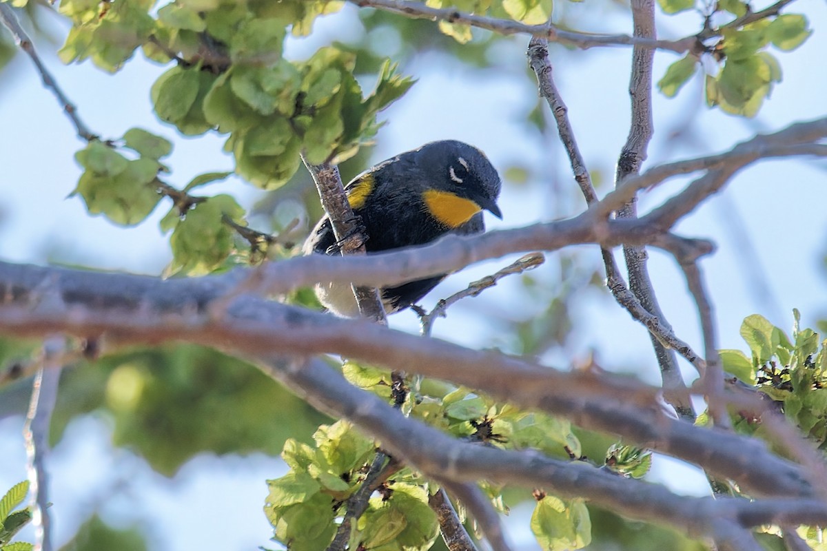Yellow-rumped Warbler (Audubon's) - ML617950783