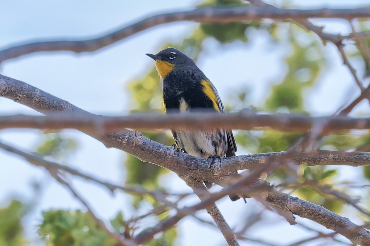 Yellow-rumped Warbler (Audubon's) - ML617950784