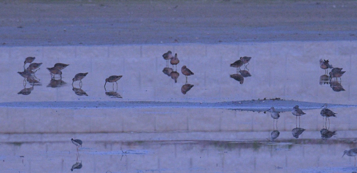Long-billed Dowitcher - ML617950831