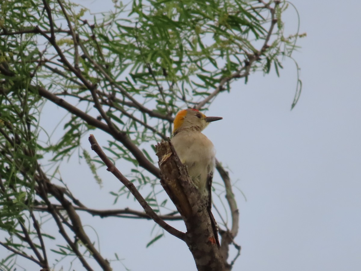 Golden-fronted Woodpecker - ML617950846