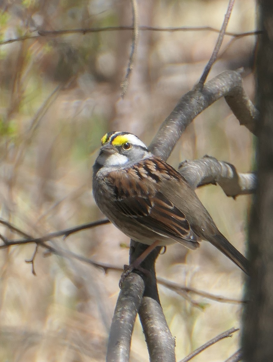 White-throated Sparrow - Cecile Boucher