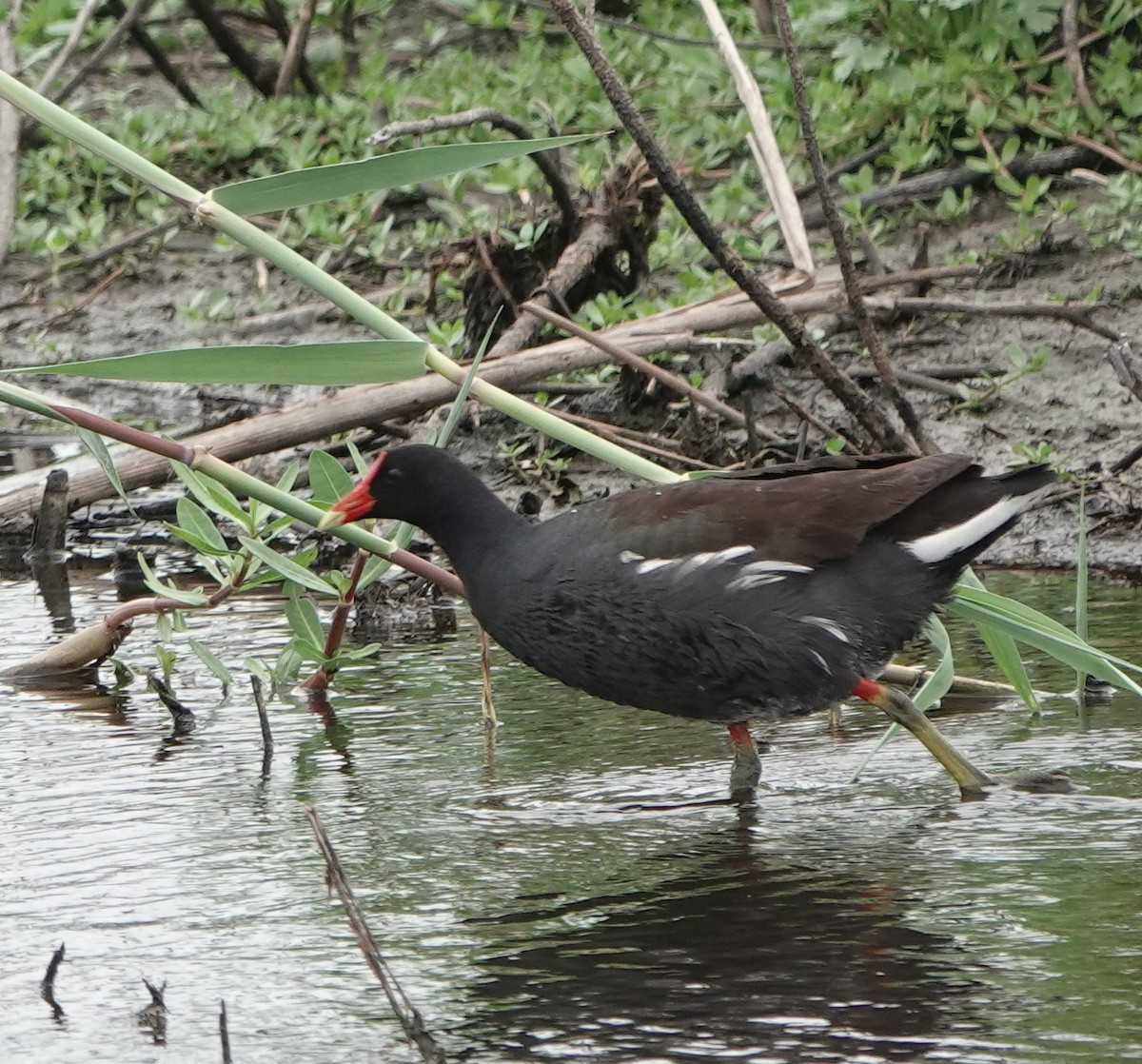 Ebird Checklist Apr Anahuac Nwr Shoveler Pond Loop