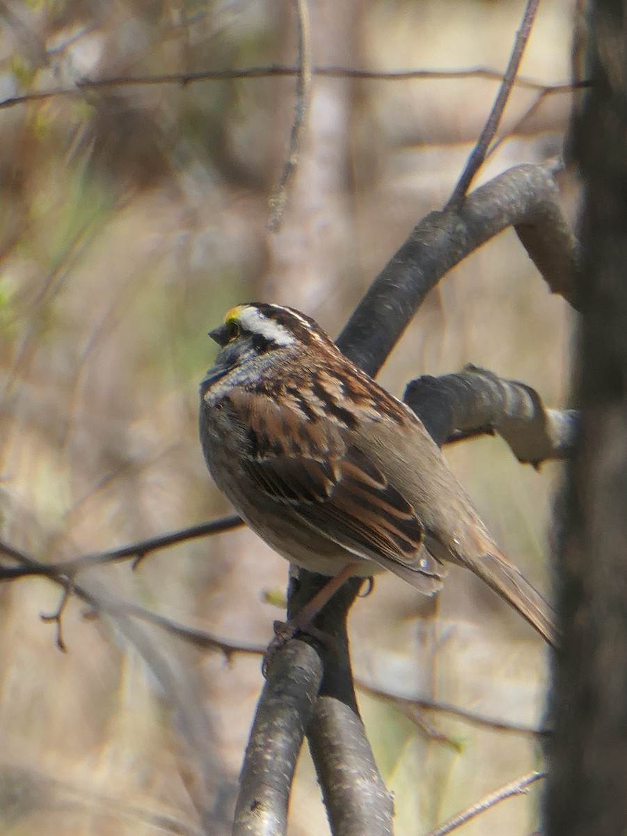 White-throated Sparrow - ML617950867