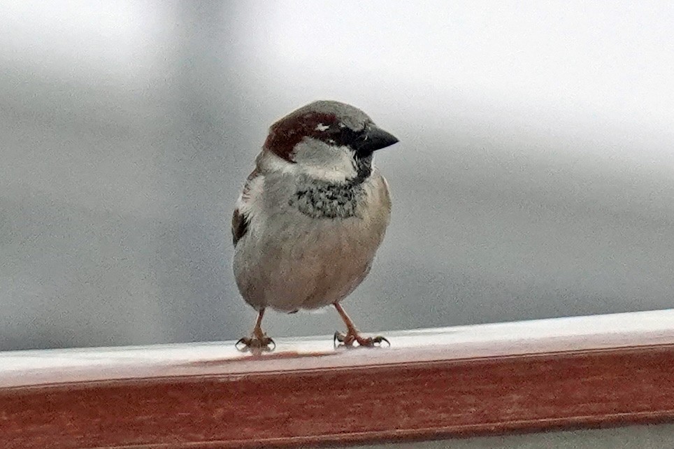 House Sparrow - ML617950894