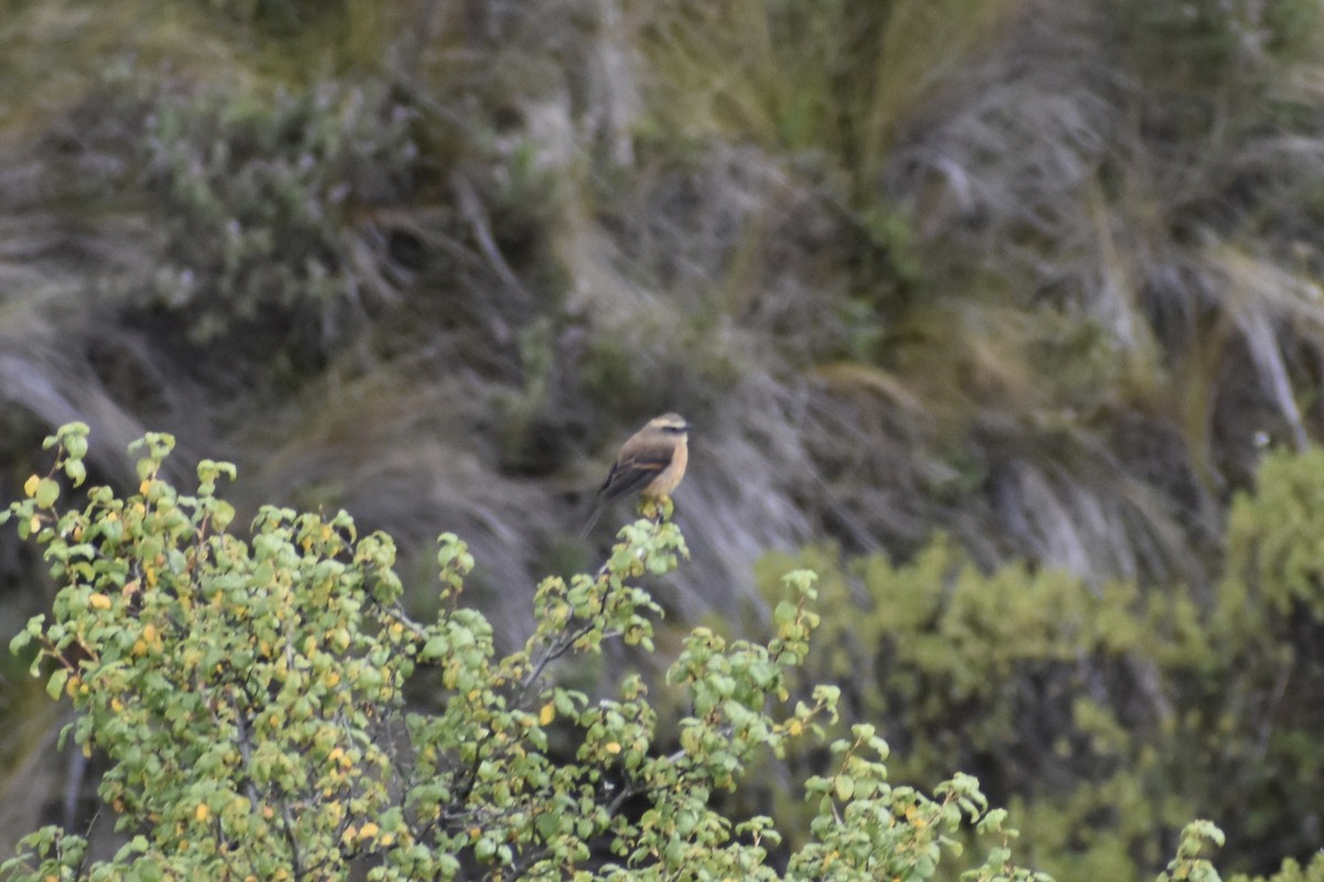 Brown-backed Chat-Tyrant - ML617950902