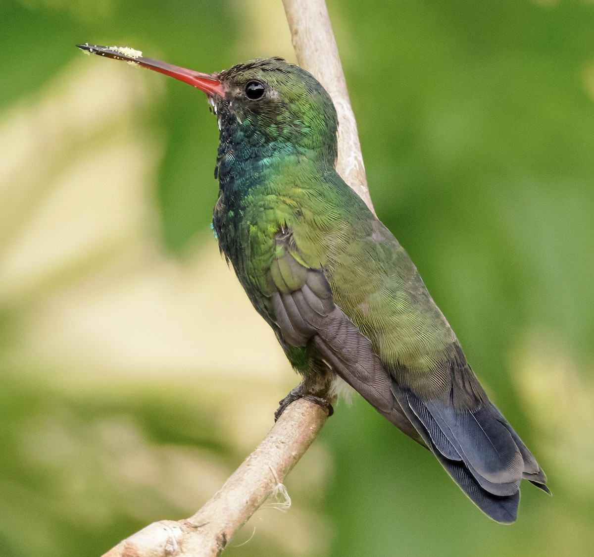 Broad-billed Hummingbird - ML617950915