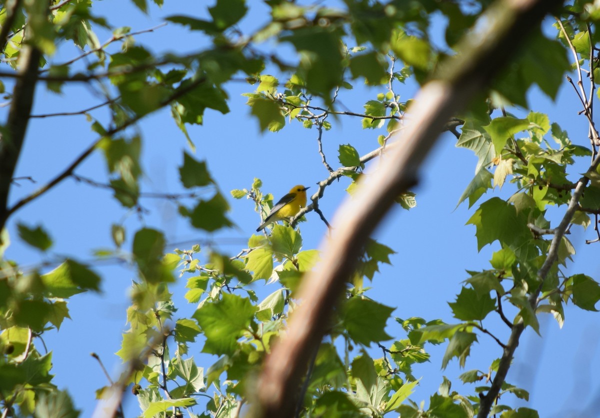 Prothonotary Warbler - ML617950922