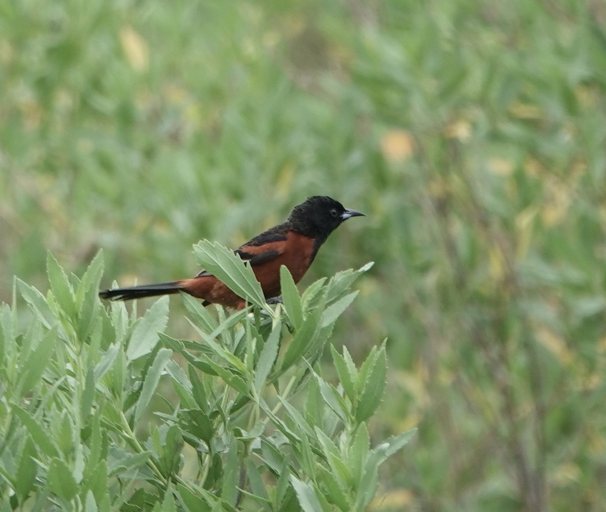 Orchard Oriole - ML617950923