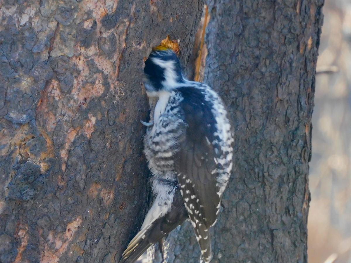 American Three-toed Woodpecker - ML617950970